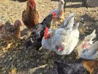 سَسِكس — الصورة 2