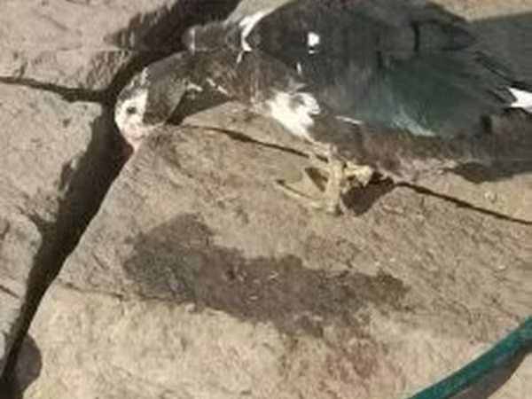 Graue und graugescheckte dänische Gans