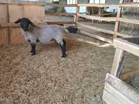 公羊, White Suffolk sheep — 照片 5