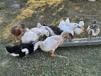 Ducks — 写真 2