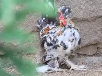 Chickens — zdjęcie 1