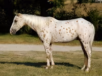 Pastuv, Appaloosa — fotografija 4