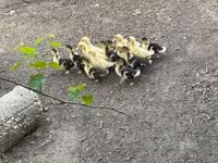 Ducks — الصورة 1
