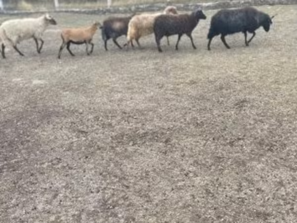 Ram, Racka sheep