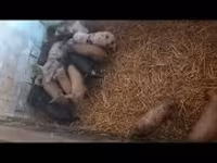 Schweine (Partie, Geschlecht nicht angegeben), Schweine — Foto 2