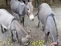 Madyan, Atlar — foto 3