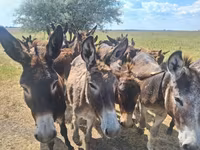Cavalo, Cavalos — foto 3