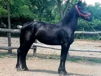 Madyan, Friesian — foto 5
