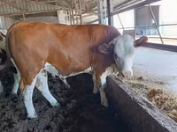 Krava, Simmental cattle — fotografija 1