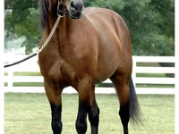 Pastuv, Standardbred — fotografija 3