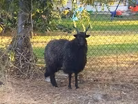 Қой, Racka sheep — 3-сурет