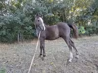 Cavalo, Cavalos — foto 5