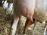 Koza, Saanen goat — fotografija 8