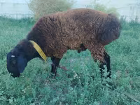 Ovan, Qashqai sheep — fotografija 1
