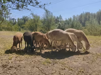 Ovan, Afghan Arabi sheep — fotografija 3