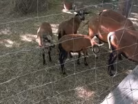 Widder, Cameroon sheep — Foto 2