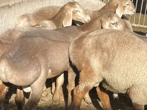 Баран, Arashan sheep