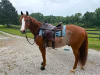 Pastuv, Quarter Horse — fotografija 2