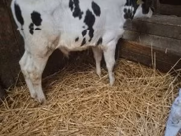 公牛, Russian Black pied cattle