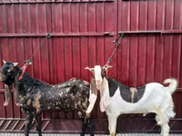 Jarac, Kamori goats — fotografija 2
