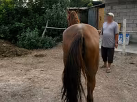 Kobila, Canadian horse breed — fotografija 3