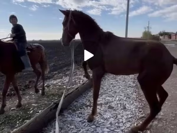 雄馬, Kyrgyz Horse