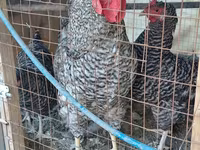 Chickens — fotografija 1