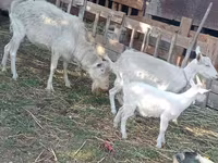 Koza, Dutch Landrace goats — fotografija 3