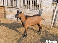 बकरा, Alpine goat — फ़ोटो 2