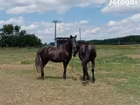 公马, American paint horse — 照片 4