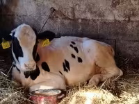 Toro, Simmental cattle — foto 4