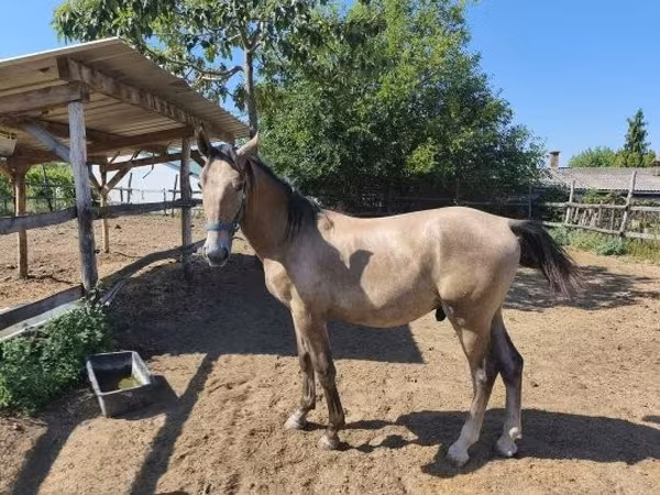 Aygʻir, Lipizzaner — Vengriya