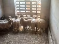 Brebis, Racka sheep — photo 4