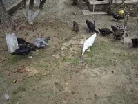 Ducks — zdjęcie 2