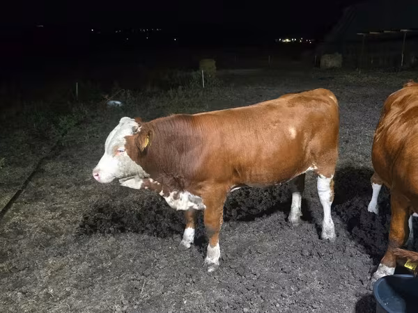 Бұқа, Swiss cattle