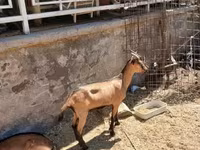 Billy Goat, Alpine goat — photo 5