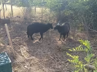 Qoyun, Racka sheep — foto 1