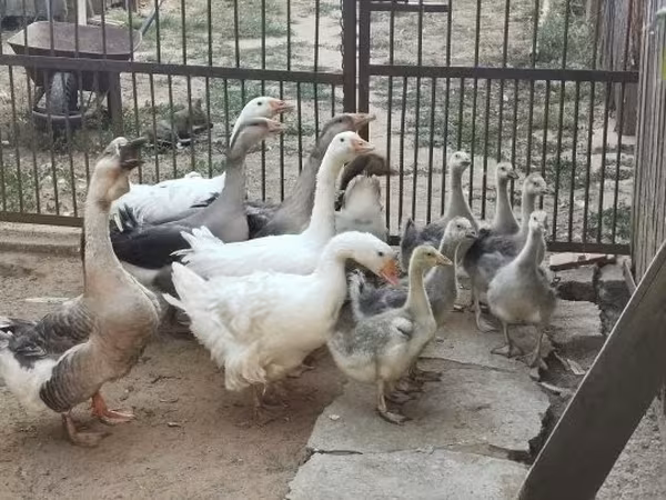 Geese — Węgry
