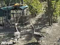 Geese — fotografija 6