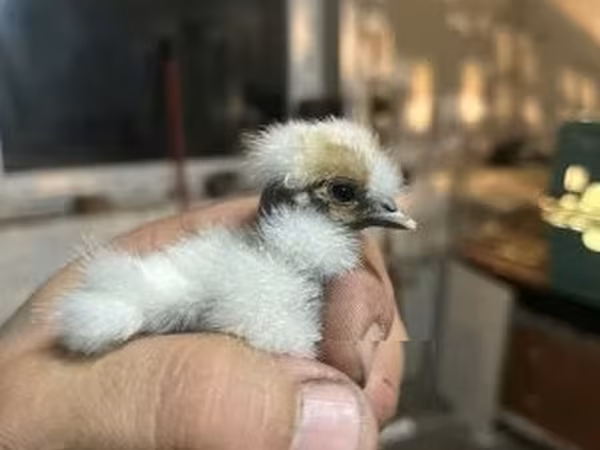 Silkie
