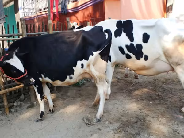 Krava, Russian Black pied cattle