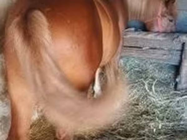 雄馬, 馬