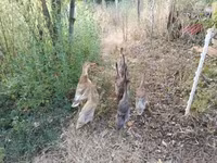 Indian Runner — zdjęcie 2