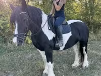 فرس, Gypsy horse — الصورة 4