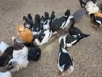 Ducks — foto 3