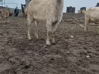 Коза, Saanen goat — фото 2