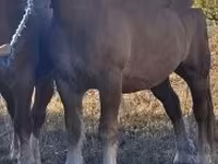 Cavalo, Cavalos — foto 2