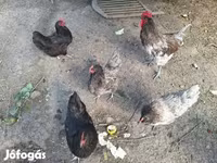 Chickens — 照片 3
