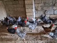 Chickens — fotografija 6