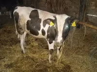 雄牛, Simmental cattle — 写真 3